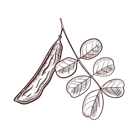 vector drawing branch of carob treeのイラスト素材