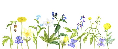 wild plants and flowers, drawing by color pencils, field herbs, natural background, hand drawn illustrationの写真素材