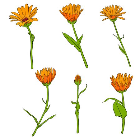 vector drawing calendula flowers, set of floral elements, hand drawn illustrationのイラスト素材