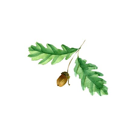 watercolor drawing branch of oak tree with leaves and acorn, hand drawn illustrationの写真素材