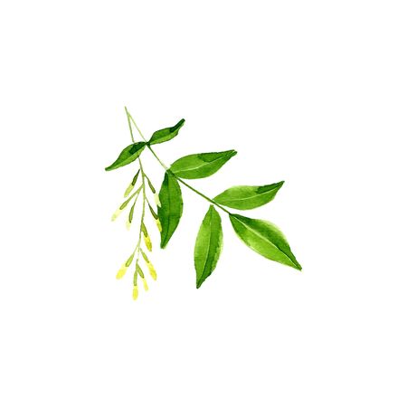 watercolor drawing branch of ash tree with leaf and seeds, hand drawn illustrationの写真素材
