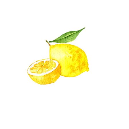 watercolor drawing lemonの写真素材