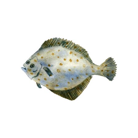 watercolor drawing flounder, flatfish, fish, isolated at white background hand drawn illustrationの写真素材