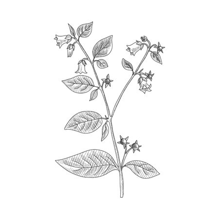 vector drawing belladonna, Atropa belladonna, hand drawn illustrationのイラスト素材