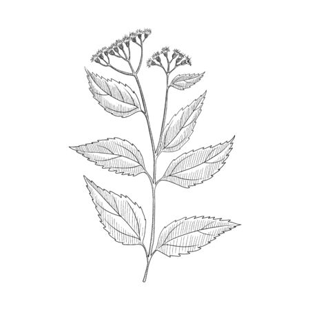 vector drawing white snakeroot, Ageratina altissima, hand drawn illustrationのイラスト素材