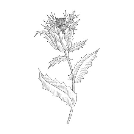 vector drawing blessed thistle,Cnicus benedictus , hand drawn illustrationのイラスト素材