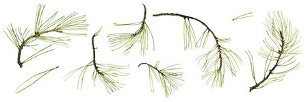 pine branch with green needles drawing in watercolor at white background, hand drawn botanical...