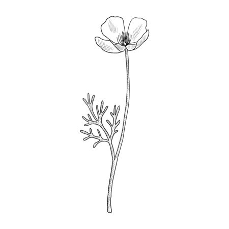 vector drawing californian poppyのイラスト素材