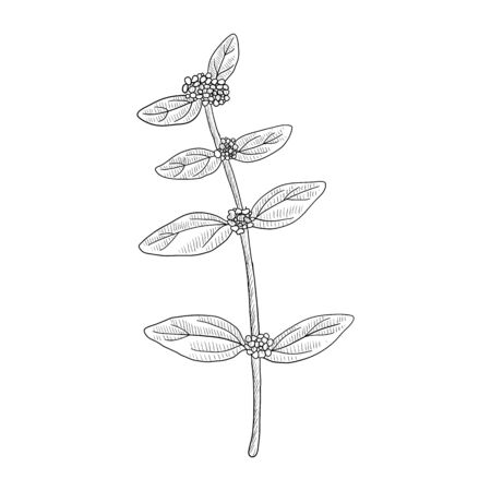 vector drawing asthma plant,Euphorbia hirta , hand drawn illustrationのイラスト素材