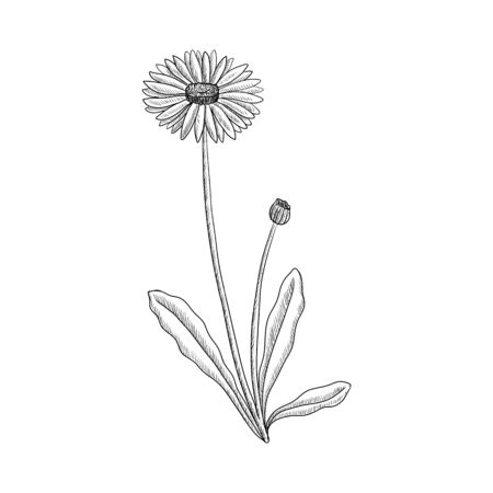 vector drawing lawn daisy, Bellis perennis, hand drawn illustrationのイラスト素材