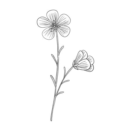 vector drawing flaxseedのイラスト素材