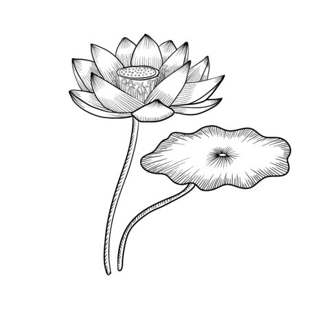 vector drawing lotus flowerのイラスト素材