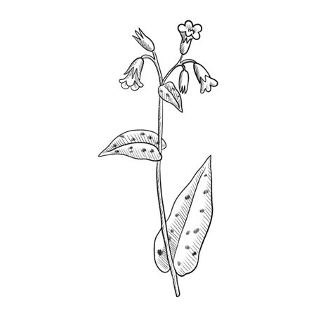 vector drawing lungwortのイラスト素材