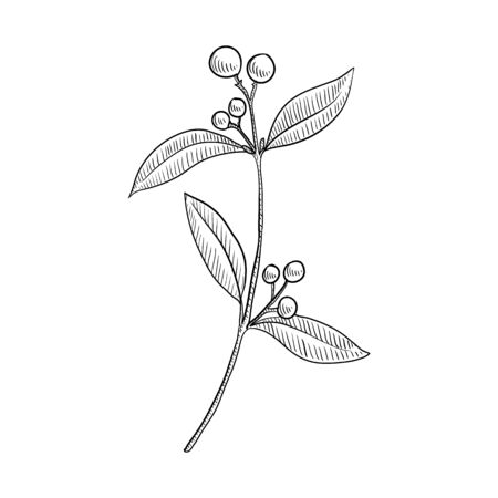 Vector Drawing Indian Sandalwood Santalum Album Hand Drawn Illustration Of Medicinal Plant Tasmeemme Com