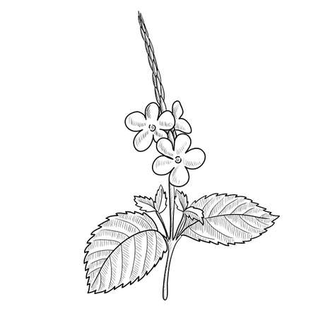 vector drawing blue snakeweedのイラスト素材