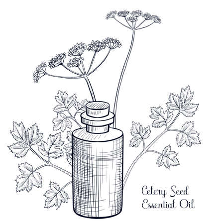 vector drawing celery seed essential oilのイラスト素材