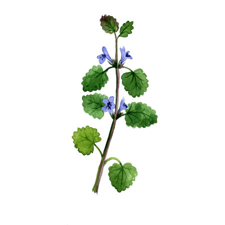 watercolor drawing ground-ivyの写真素材