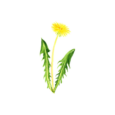 watercolor drawing dandelionの写真素材