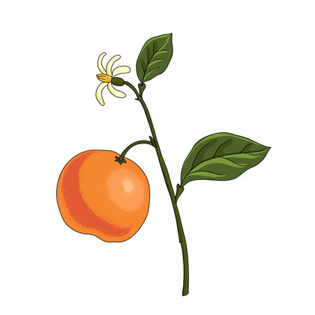 vector drawing bitter prangeのイラスト素材