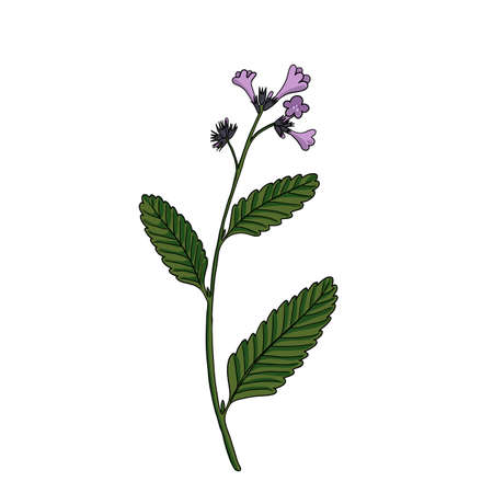 vector drawing thickleaf yerba santaのイラスト素材