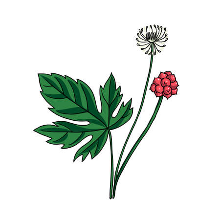 vector drawing goldensealのイラスト素材