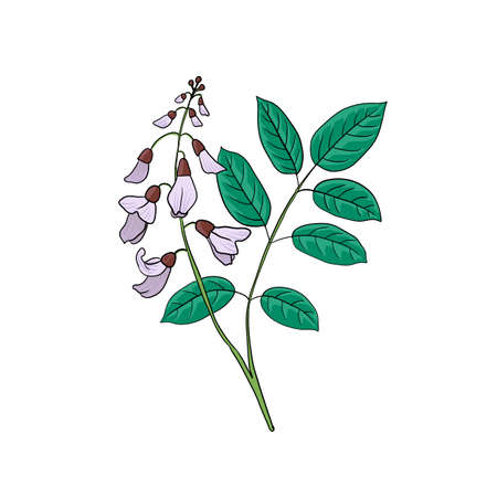 vector drawing Jamaica dogwoodのイラスト素材