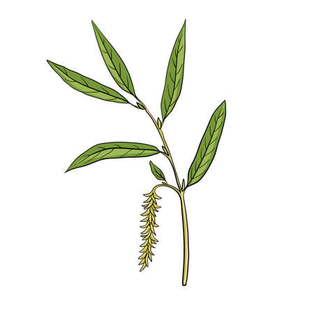 vector drawing white willowのイラスト素材