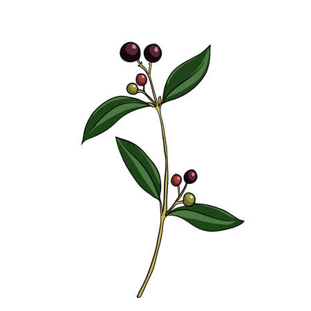 Vector Drawing Indian Sandalwood Tasmeemme Com