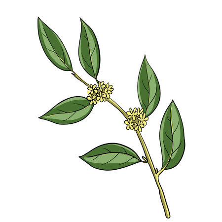 bay laurel branch plant vector illustrationのイラスト素材