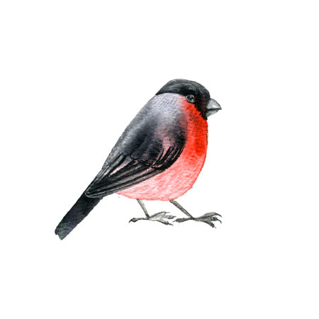 bullfinch, watercolor drawing birdの写真素材
