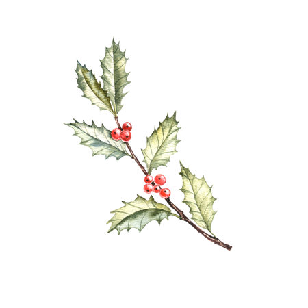 holly branch with green leaves and red berry drawing by watercolorの写真素材