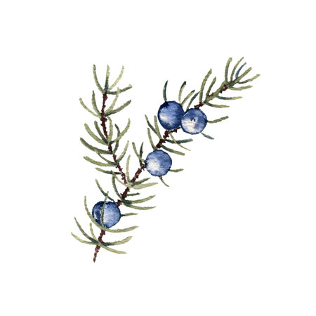 watercolor juniper branchの写真素材