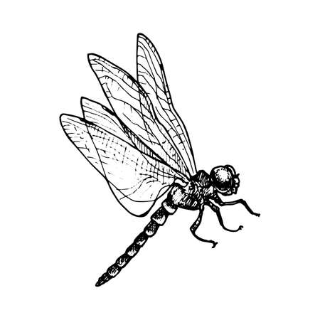 vector ink drawing dragonflyのイラスト素材