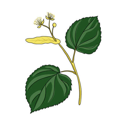 vector drawing linden branchのイラスト素材
