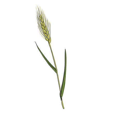 vector drawing wheatgrassのイラスト素材