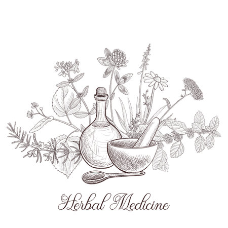 vector drawing cinnamon roseのイラスト素材