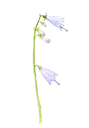 watercolor drawing Adenophora, ladybells flowerの写真素材