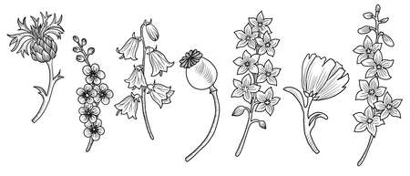 vector drawing set of flowersのイラスト素材