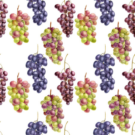 grape drawing in watercolorの写真素材