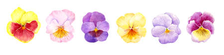 pansy flowers drawing by watercolorの写真素材