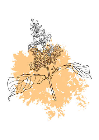 vector drawing floral posterのイラスト素材