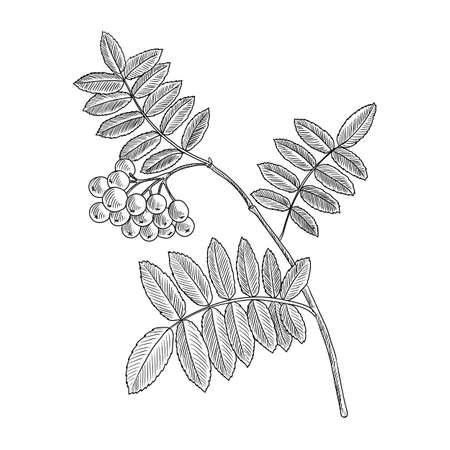 vector drawing branch of rowan tree with leavesのイラスト素材