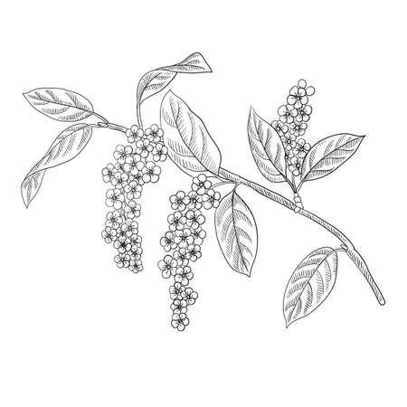 vector drawing branch of bird cherry tree with flowers and leavesのイラスト素材
