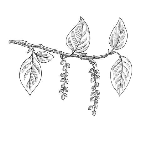 vector drawing branch of poplar tree with leavesのイラスト素材
