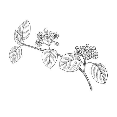 vector drawing flowering branch of black chokeberry tree with leavesのイラスト素材
