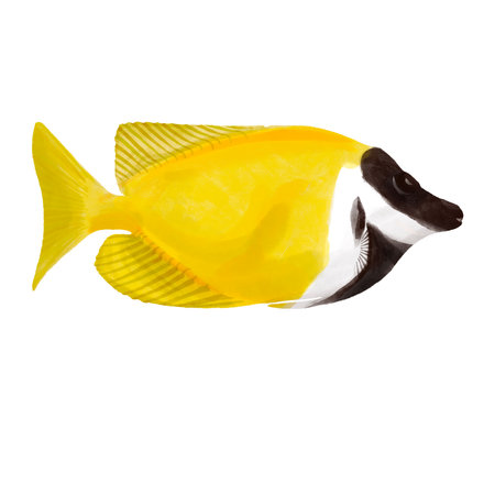 drawing tropical fish isolated at white backgroundの写真素材