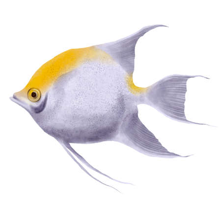 drawing tropical fish isolated at white background
