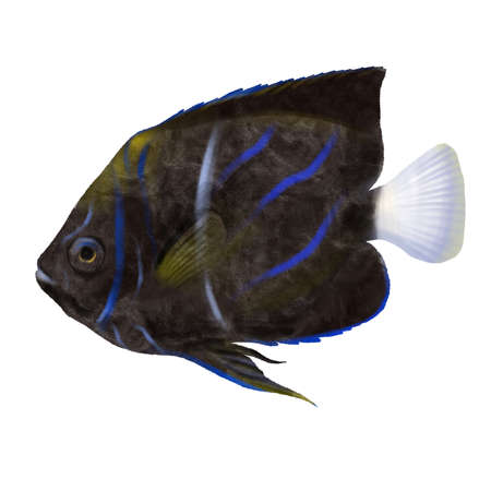 drawing tropical fish isolated at white background