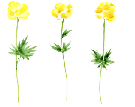 yellow globeflower plant, watercolor drawing wild flowersの写真素材