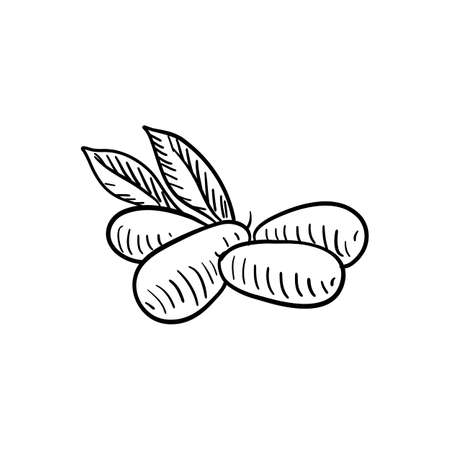 cherry dogwood, vector drawing sketch of berryのイラスト素材